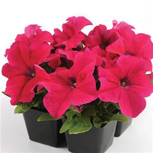 Petunia grandiflora Pacta Parade Pink Rose kopen