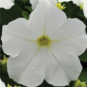 Petunia grandiflora Pacta Parade White kopen