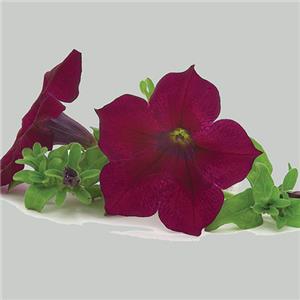 Petunia x hybrida Surfinia Burgundy Wine Red kopen