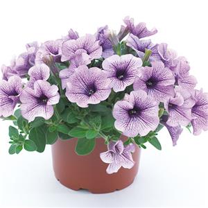 Petunia x hybrida Surfinia Compact Purple Vein kopen