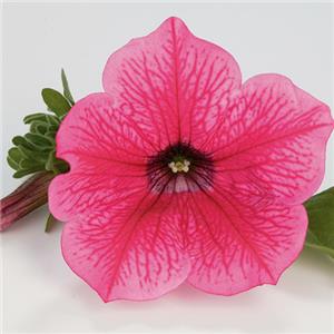 Petunia x hybrida Surfinia Hot Pink kopen