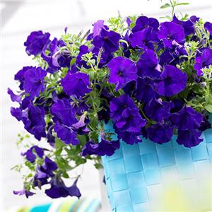 Petunia x hybrida Viva Blue kopen