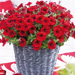 Petunia x hybrida Viva Bright Red kopen