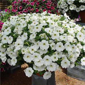 Petunia x hybrida Viva Snowy White kopen