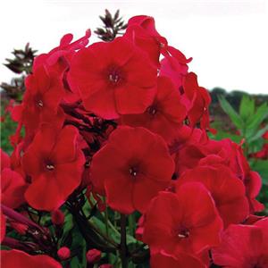 Phlox paniculata Fire kopen