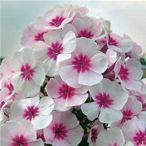 Phlox paniculata Pink Star kopen