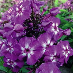 Phlox paniculata Purple Star kopen