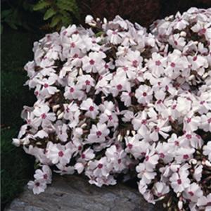 Phlox subulata Amazing Grace_14426_1 kopen