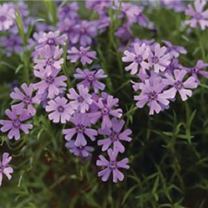 Phlox subulata Emerald Cushion Blue_12773_1 kopen