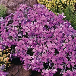 Phlox subulata Samson_14428_1 kopen