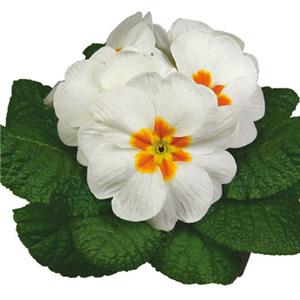 Primula Ambie White kopen