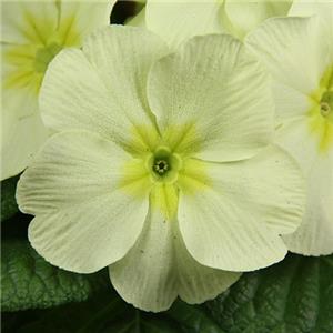 Primula Mojito kopen