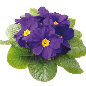 Primula Rambo Mid Blue kopen