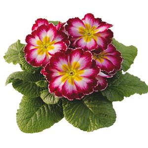 Primula Rambo Mid Purple Flame kopen