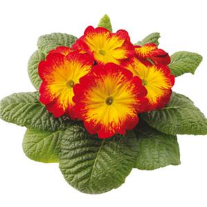 Primula Rambo Mid Red Flame kopen