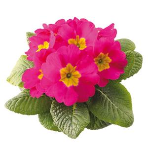 Primula Rambo Mid Rose kopen