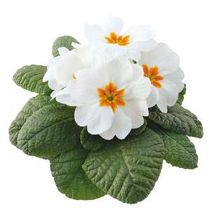 Primula Rambo Mid White kopen