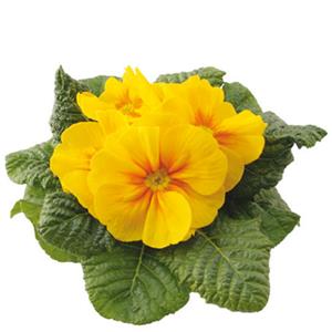 Primula Rambo Mid Yellow Gold kopen