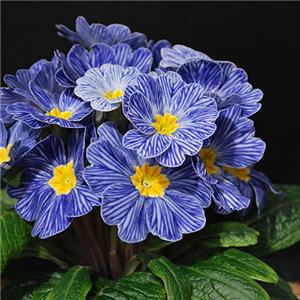 Primula Zebra Blue kopen