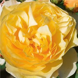 Rosa Golden Climber kopen