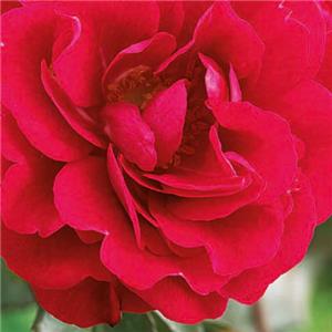 Rosa Paul Scarlet kopen