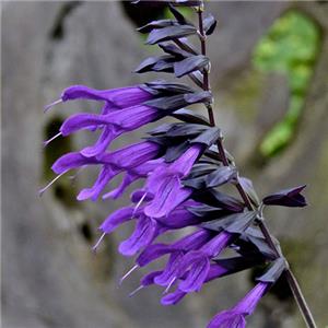 Salvia Amistad kopen