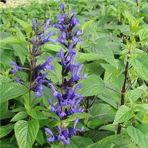 Salvia Black and Blue kopen