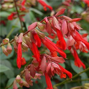 Salvia Embers Wish kopen