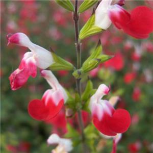 Salvia Hot Lips kopen