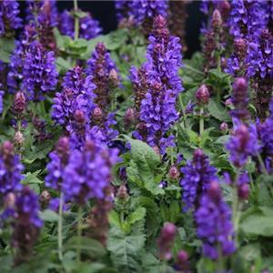 Salvia nemorosa Blue Marvel_32412_3 kopen