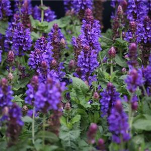 Salvia nemorosa Blue Marvel_32412_3 kopen