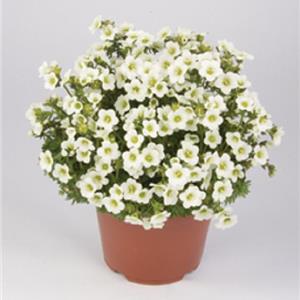 Saxifraga x arendsii Marto White_20666_2 kopen