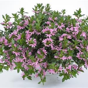 Scaevola aemula Fancy Pink_35701_1 kopen