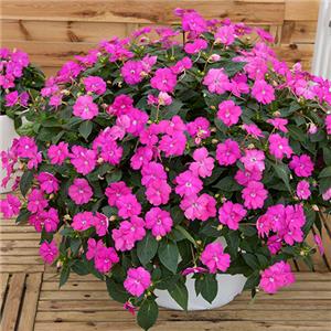 Sunpatiens Compact Hot Lilac kopen