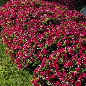 Sunpatiens Compact Magenta kopen