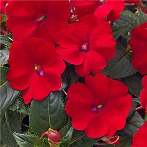 Sunpatiens Compact Red kopen