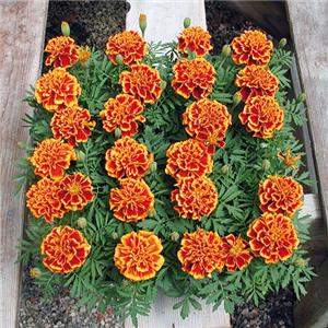 Tagetes King Flame kopen