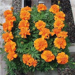 Tagetes King Orange kopen