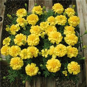 Tagetes King Yellow kopen