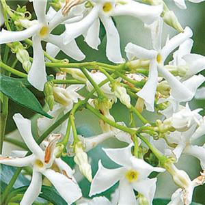 Trachelospernum jasminoides kopen