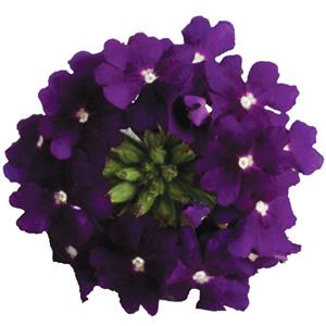 Verbena x hybrida Venturi Violet kopen