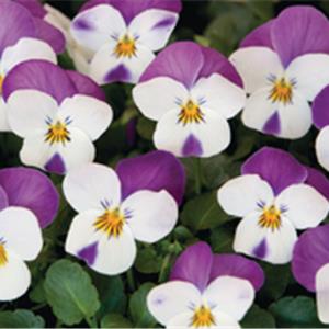 Viola cornuta EVO Mini F1 Persian Wing_19126_2 kopen