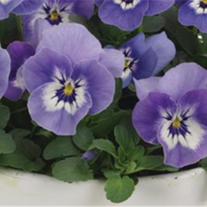 Viola cornuta EVO Mini F1 Sorbet XP F1 Marina_18931_3 kopen