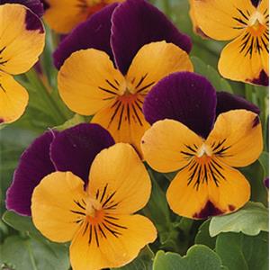 Viola cornuta EVO Mini F1 Sorbet XP F1 Orange Purple Jump Up_32502_6 kopen