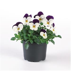 Viola cornuta EVO Mini F1 Sorbet XP F1 White Purple Jump Up_18317_2 kopen