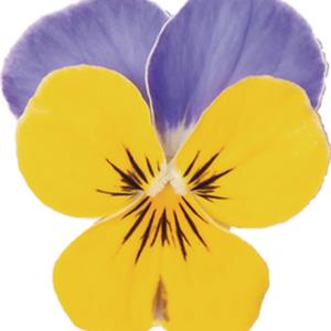 Viola cornuta EVO Mini F1 Sorbet XP F1 Yellow Blue Jump Up_32154_5 kopen