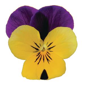 Viola cornuta EVO Mini F1 Sorbet XP F1 Yellow Purple Jump Up_17484_3 kopen