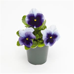 Viola wittrockiana EVO F1 Beacon Blue_13898_3 kopen