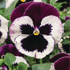 Viola wittrockiana EVO F1 Cassis_31627_2 kopen