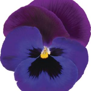 Viola wittrockiana EVO F1 Neon Violet_34641_7 kopen